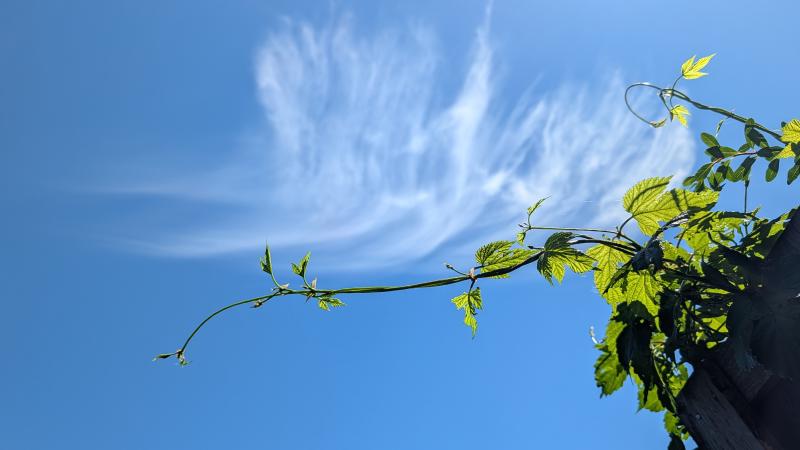 The weather was perfect for Sporadic-E long-distance propagation
